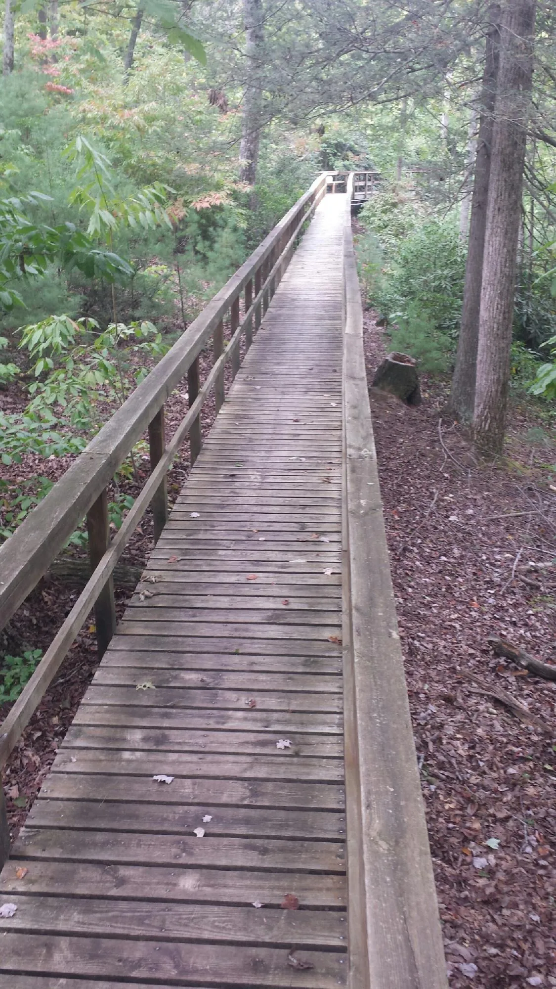 Long wood walkway with handrails built through the woods in Matthews